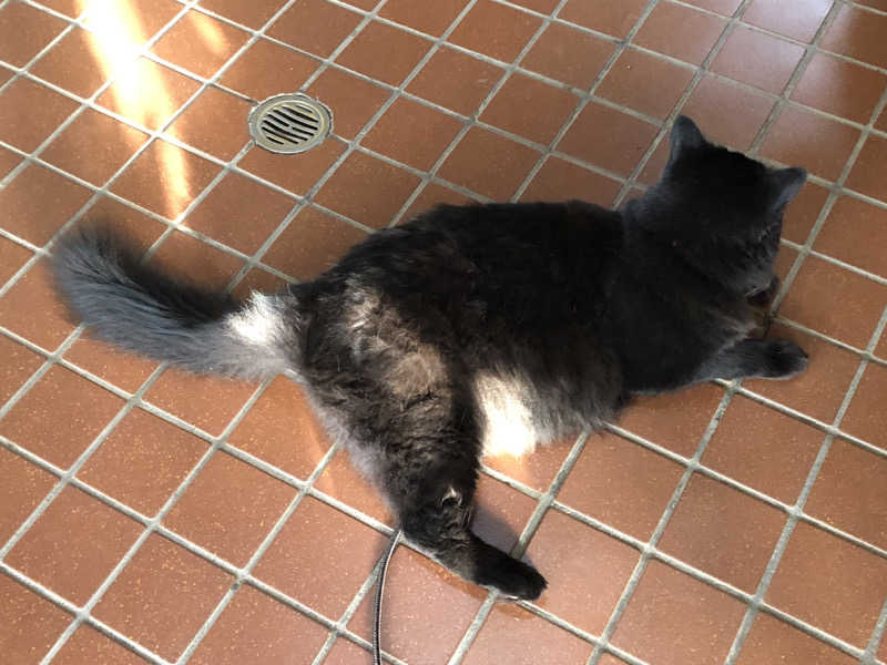 ♨️みどり蒸し🤢🧖‍♀️さんのポパイ温泉のサ活写真