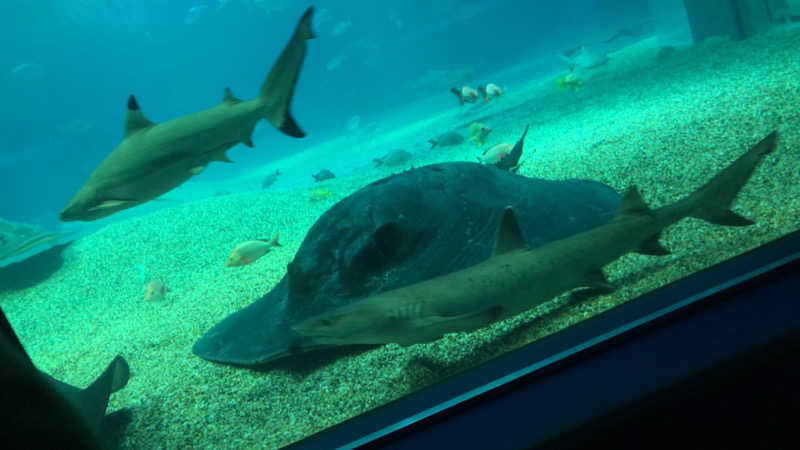 ♨️みどり蒸し🤢🧖‍♀️さんのアパホテル 大阪天満のサ活写真