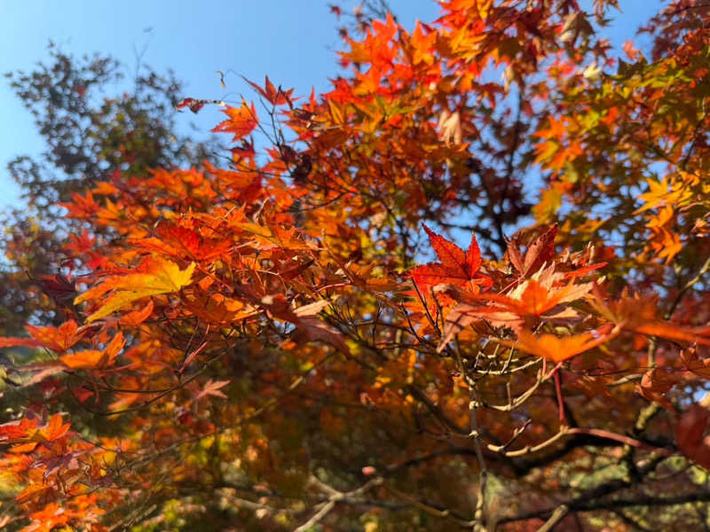 kanadaさんの豊田挙母温泉 おいでんの湯のサ活写真