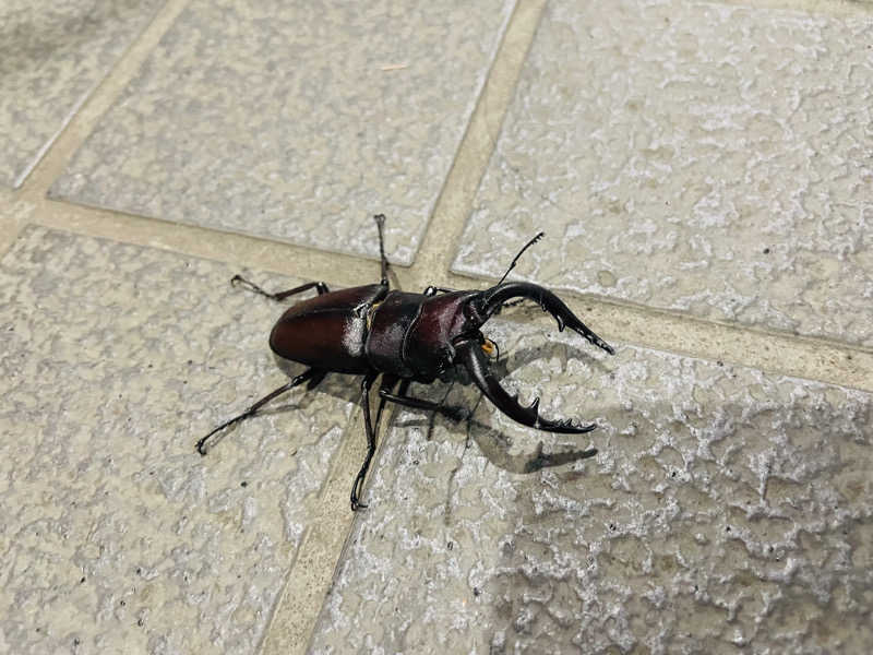 ちーぼーさんの河辺温泉 梅の湯のサ活写真