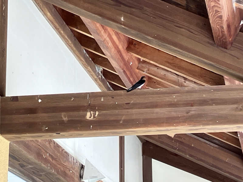 ミントちんさんの赤村ふるさとセンター 源じいの森温泉のサ活写真