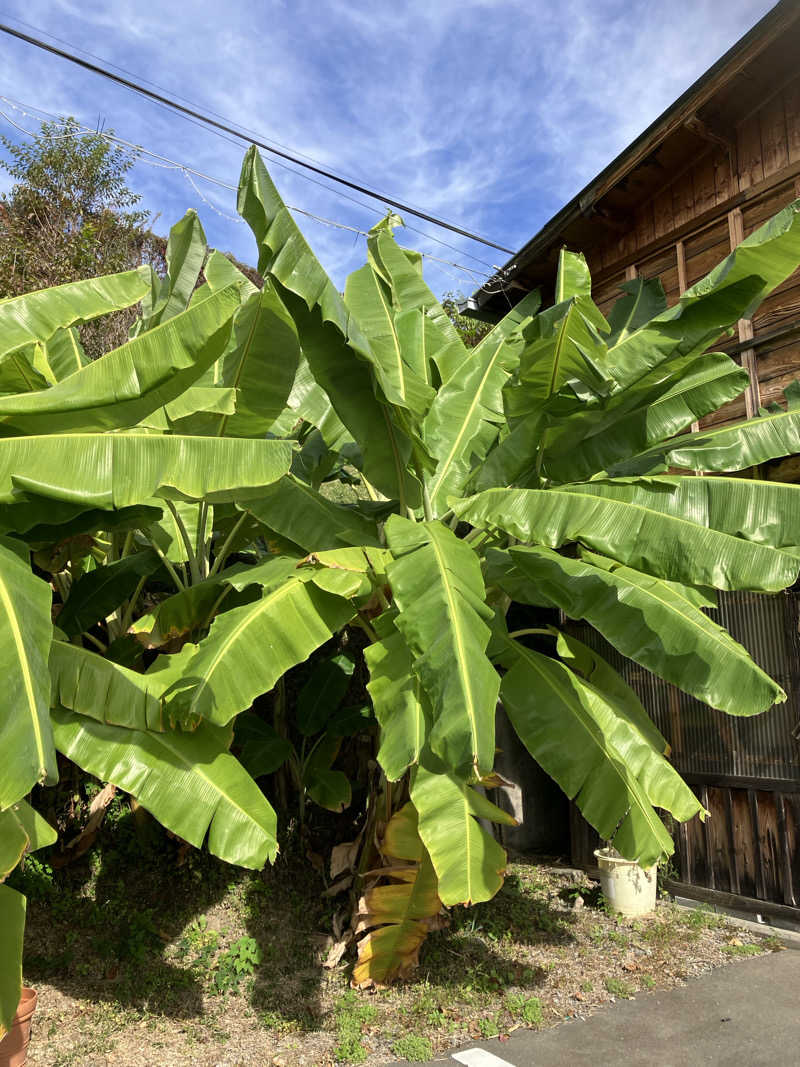 ミントちんさんのおさるの湯のサ活写真