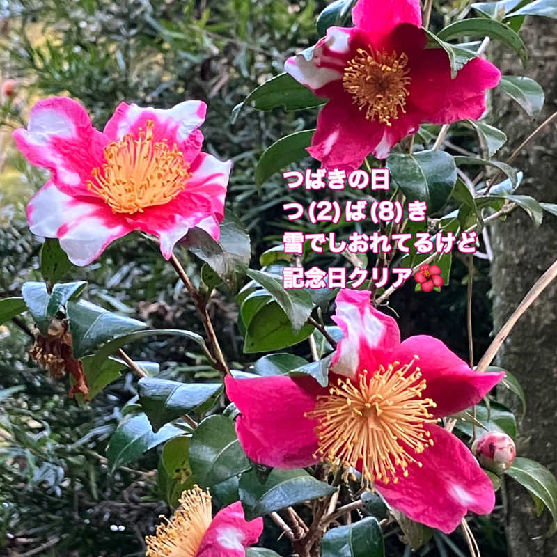 ミントちんさんのカルナパーク花立山温泉のサ活写真