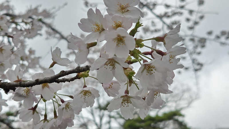 流離いのサラリーマンさんの桜温泉さくらさくらのサ活写真