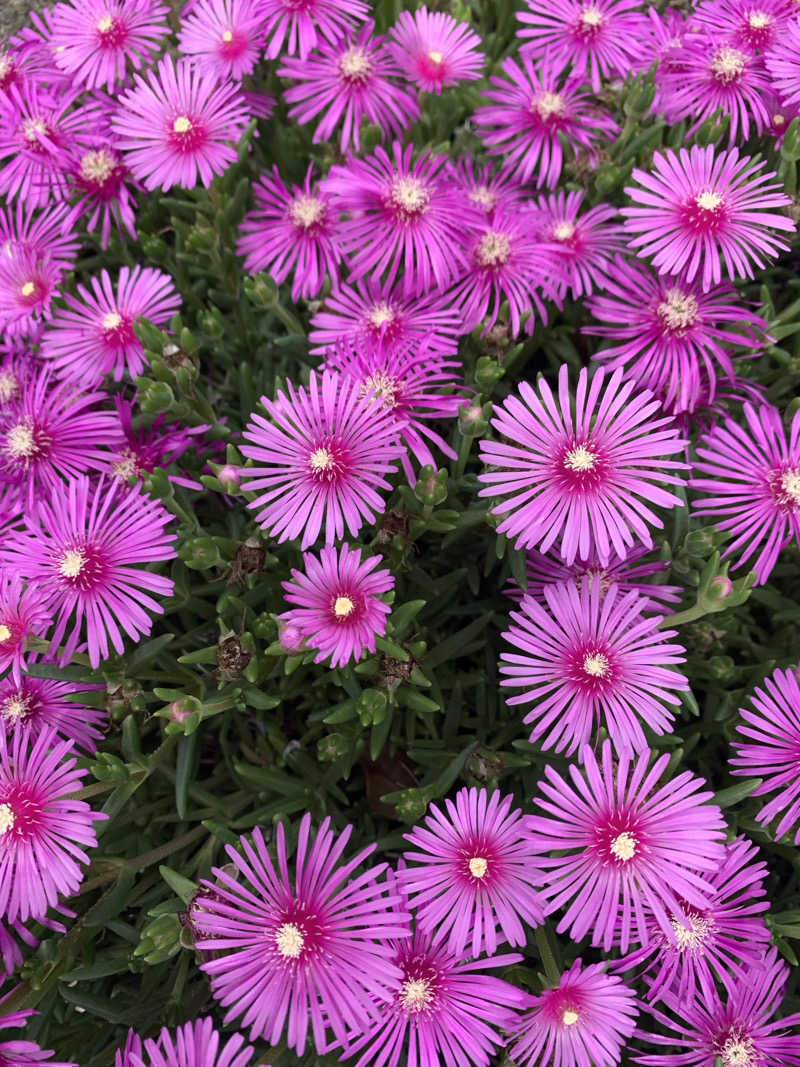 HOTさんの湯乃泉 東名厚木健康センターのサ活写真