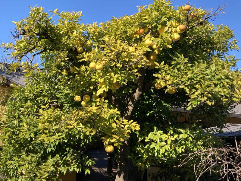 テムまつおじさんさんの杉戸天然温泉 雅楽の湯のサ活写真