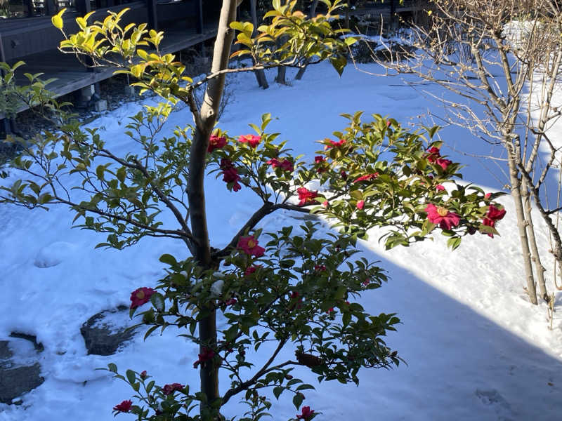 テムまつおじさんさんの杉戸天然温泉 雅楽の湯のサ活写真