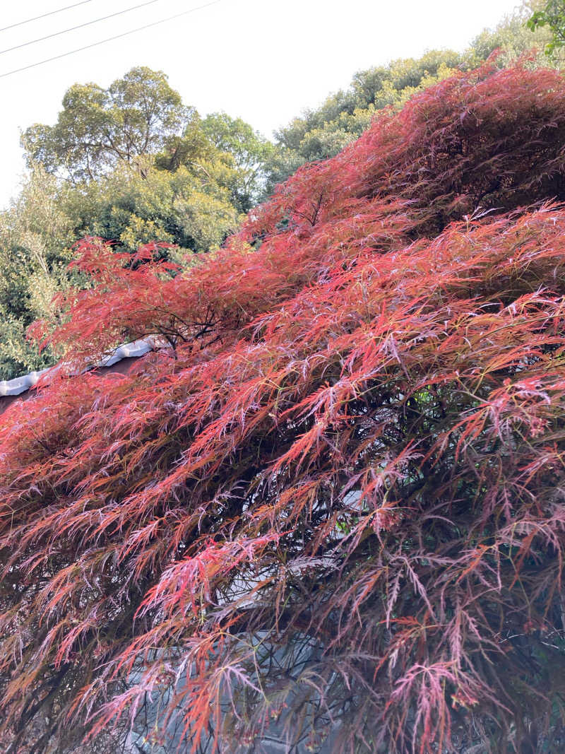 サ助さんの湘南天然温泉湯乃蔵ガーデンのサ活写真