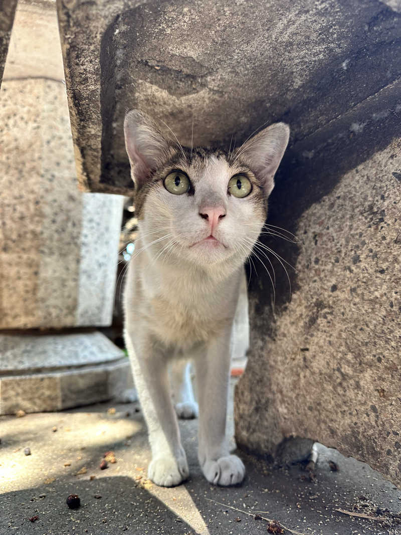 あまみ最優先さんのワット カチョンシリ(Wat Khachonsiri)のサ活写真