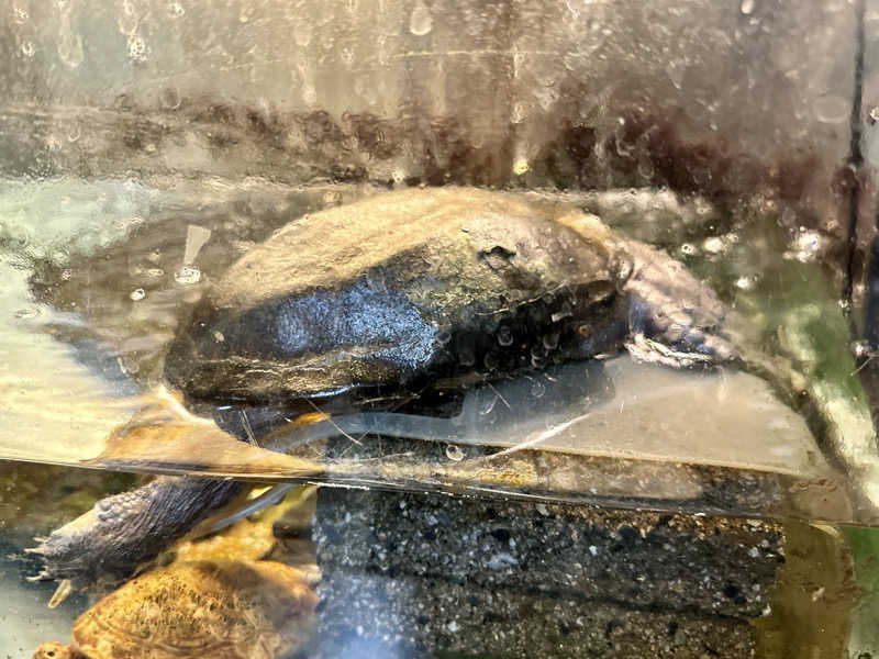 ゆるととさんの龍宮温泉のサ活写真
