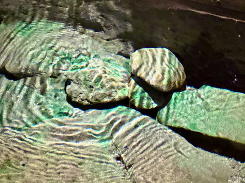 ゆるととさんの寒の地獄旅館のサ活写真