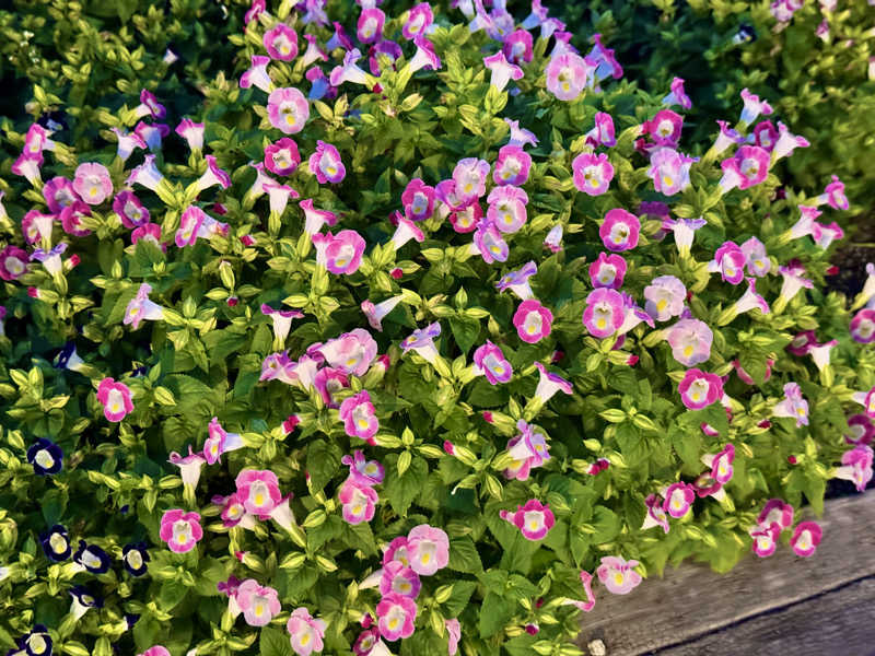 ゆるととさんのスーパー銭湯花の湯飾磨店のサ活写真