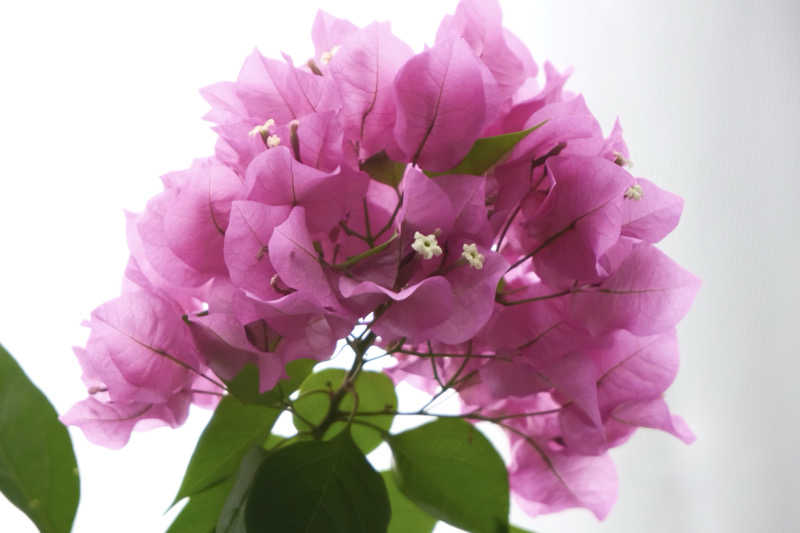 ゆるととさんのパルシェ香りの湯のサ活写真