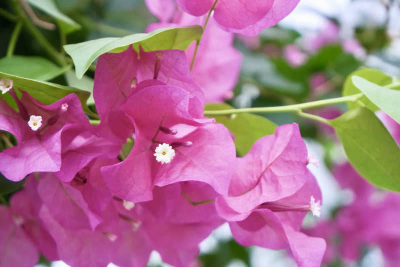 ゆるととさんのパルシェ香りの湯のサ活写真