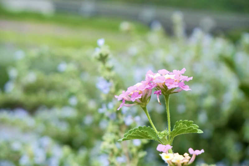 ゆるととさんのパルシェ香りの湯のサ活写真