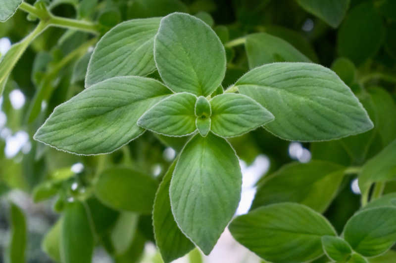 ゆるととさんのパルシェ香りの湯のサ活写真