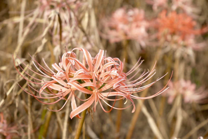 ゆるととさんの天然温泉湯庵のサ活写真