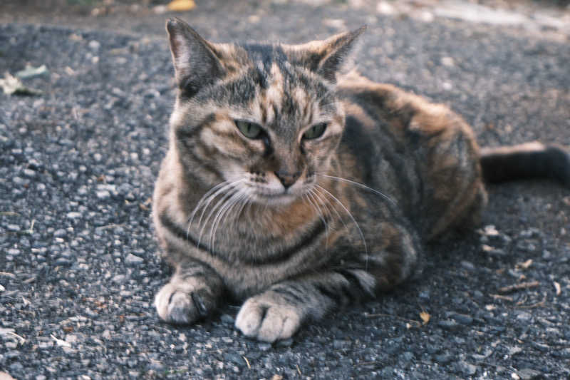 ゆるととさんの天然温泉湯庵のサ活写真