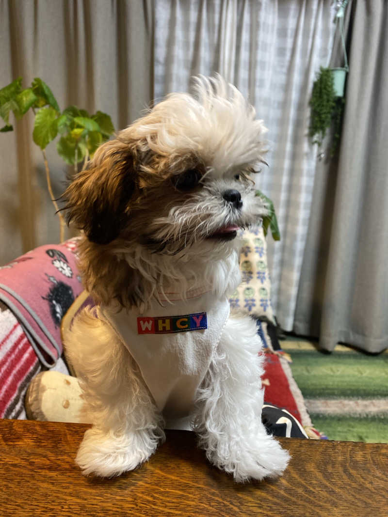 もんチさんの七福の湯 戸田店のサ活写真
