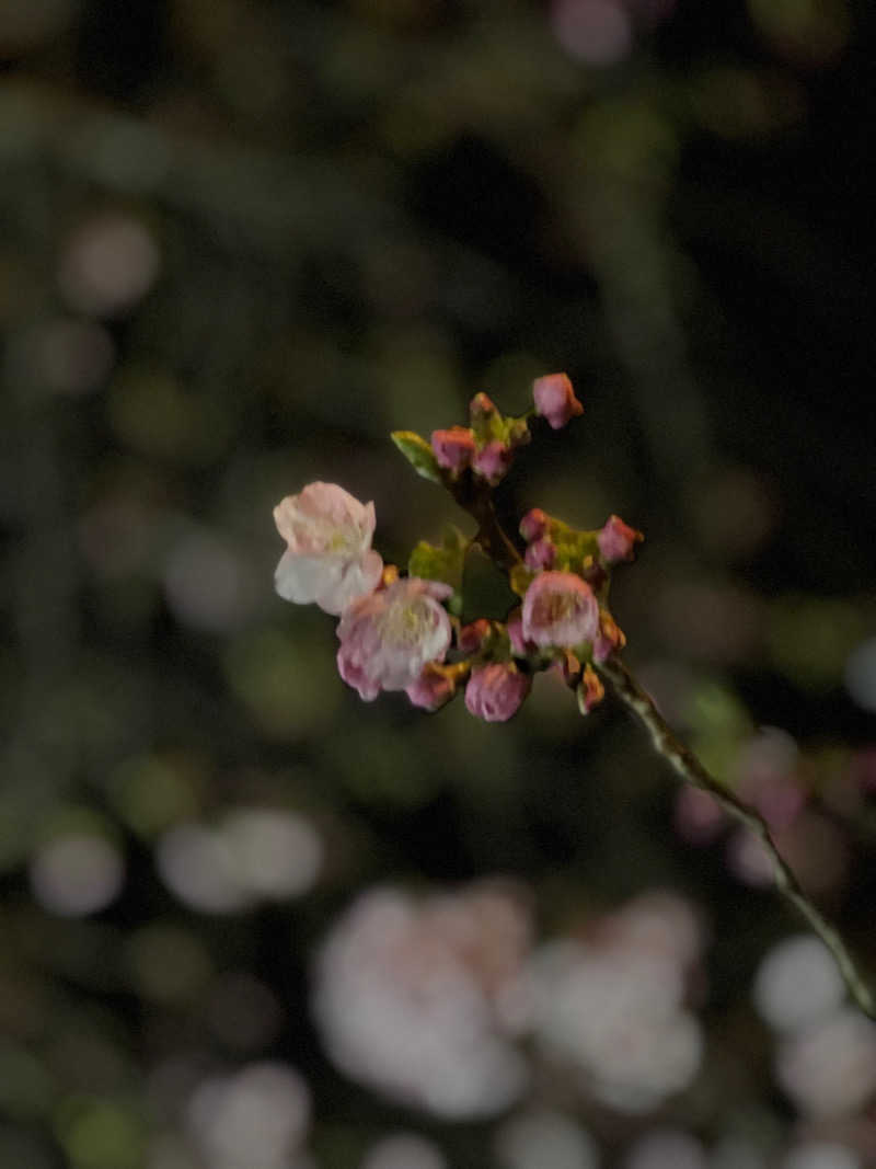 やまぴーさんの山賊サウナのサ活写真