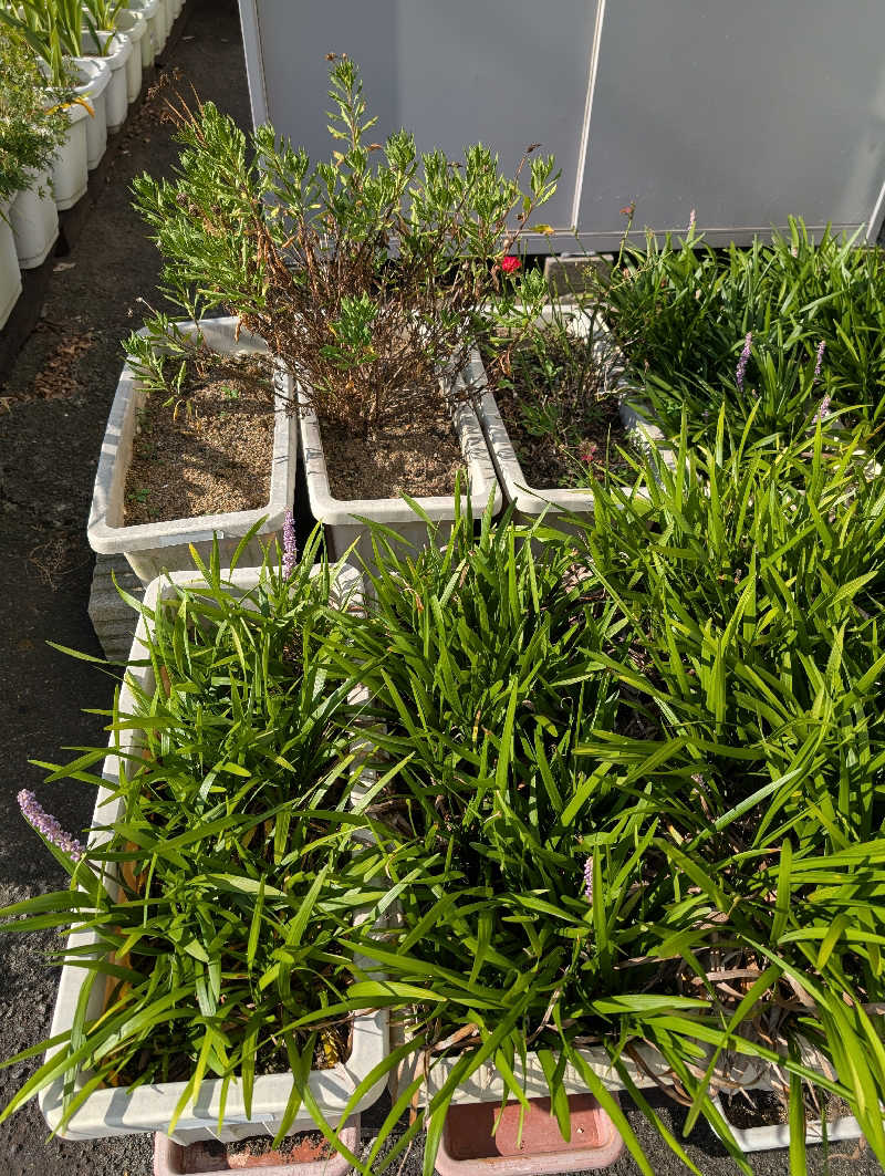 HOTさんの湯乃泉 東名厚木健康センターのサ活写真