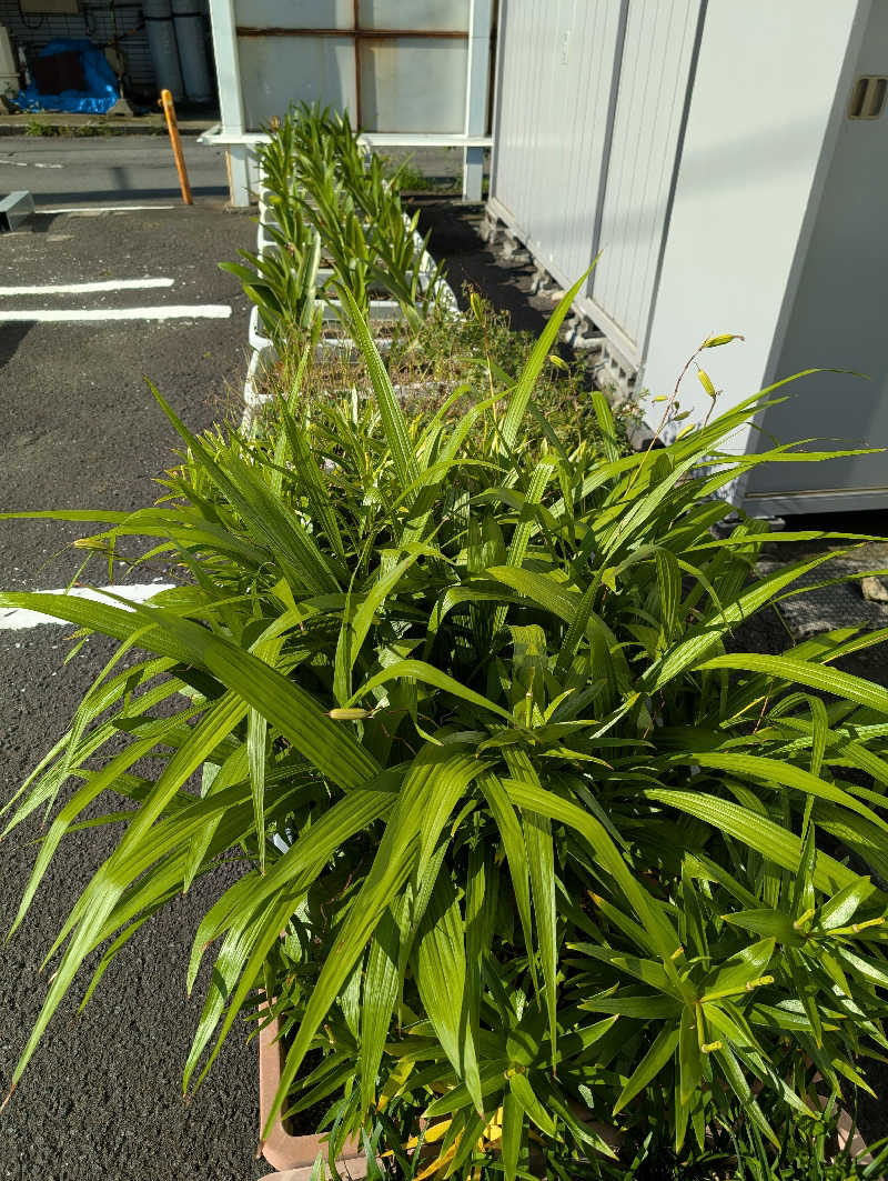 HOTさんの湯乃泉 東名厚木健康センターのサ活写真