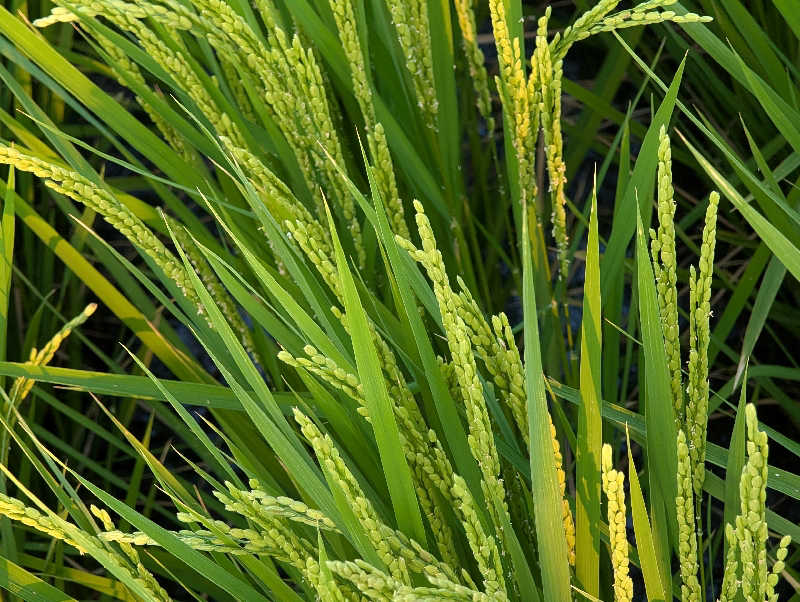 HOTさんの湯乃泉 東名厚木健康センターのサ活写真