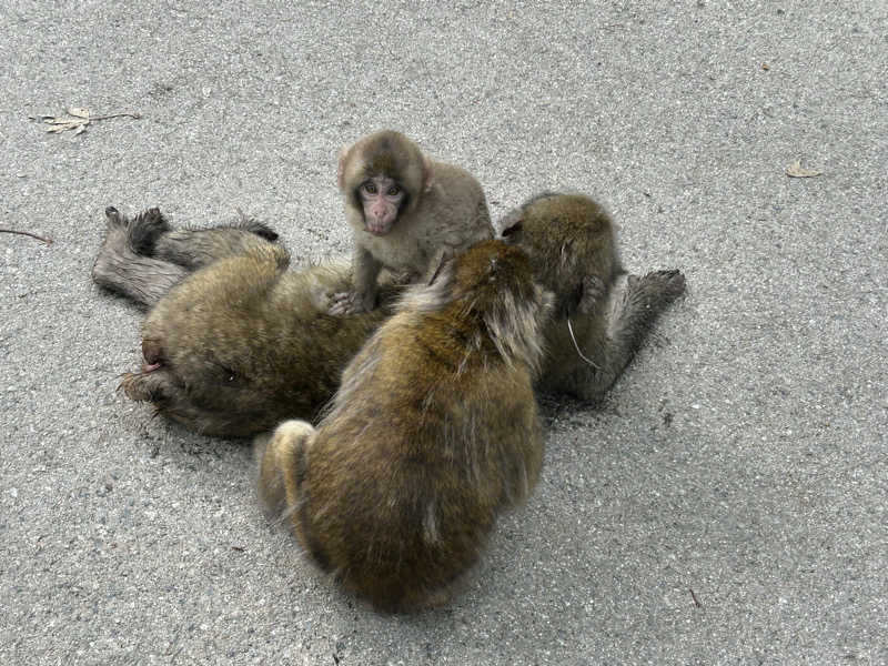 tomo0501さんの林檎の湯屋 おぶ～のサ活写真