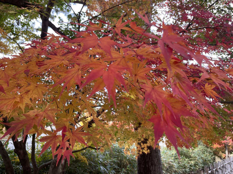 蒸し女さんの香林居のサ活写真