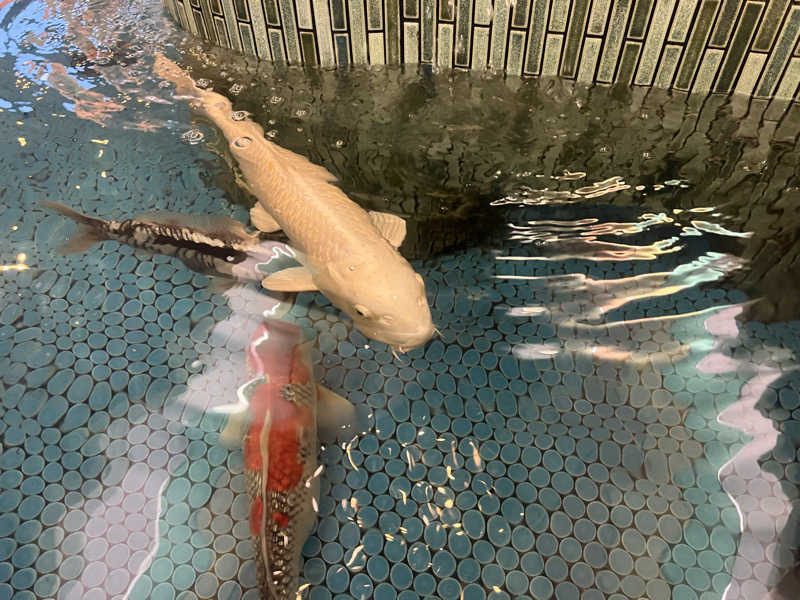 mi_moさんの夢の公衆浴場 五色のサ活写真