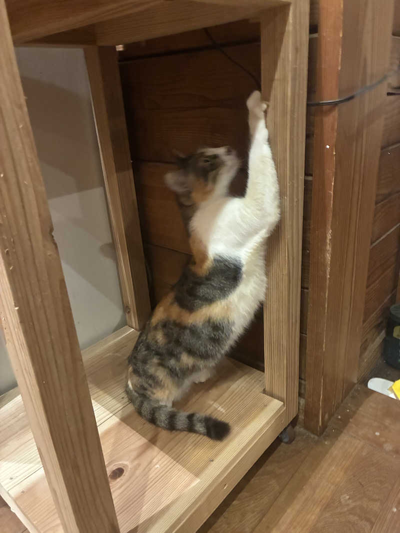 お好み焼きさんの亜熱帯サウナのサ活写真