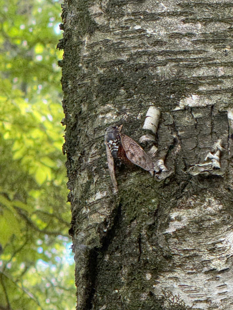 さのりさんのNature Sauna(大山隠岐国立公園内・一向平キャンプ場)のサ活写真