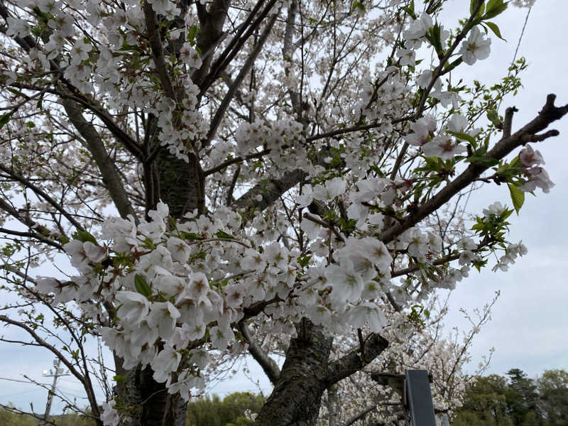 sausau37*さんの君津の湯のサ活写真