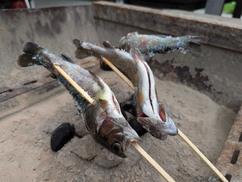 マス釣り