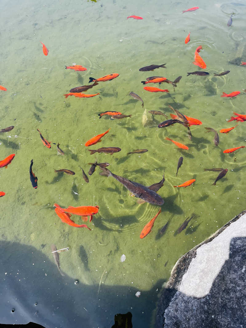 知らない人さんの天然温泉 和ノ湯のサ活写真