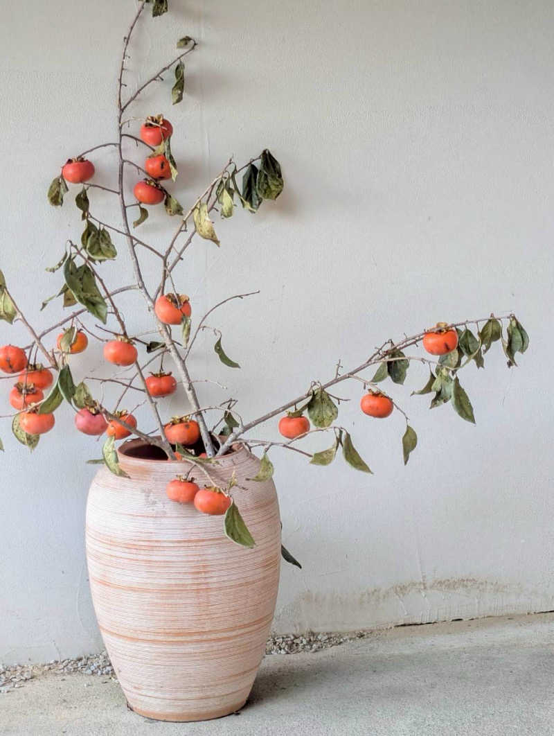 にゃこちゃんさんのume, yamazoeのサ活写真