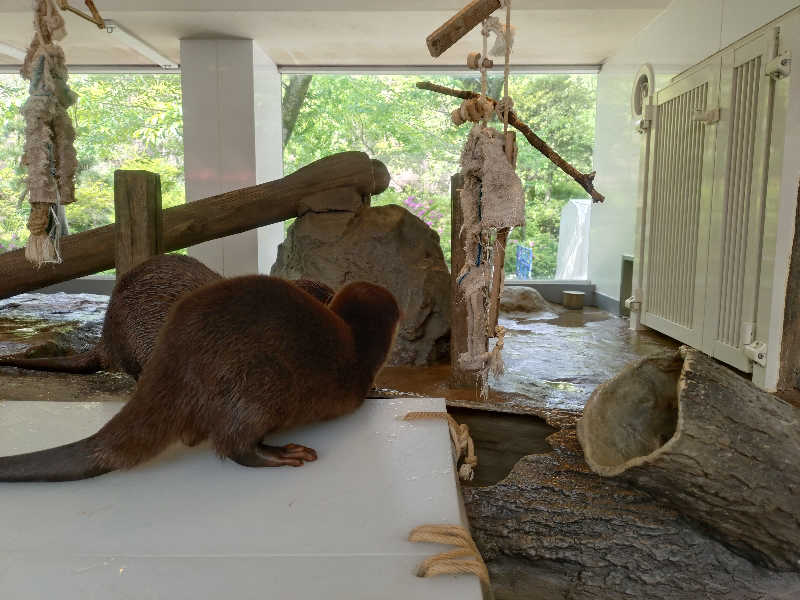 ごんこちゃんさんのよみうりランド眺望温泉 花景の湯のサ活写真