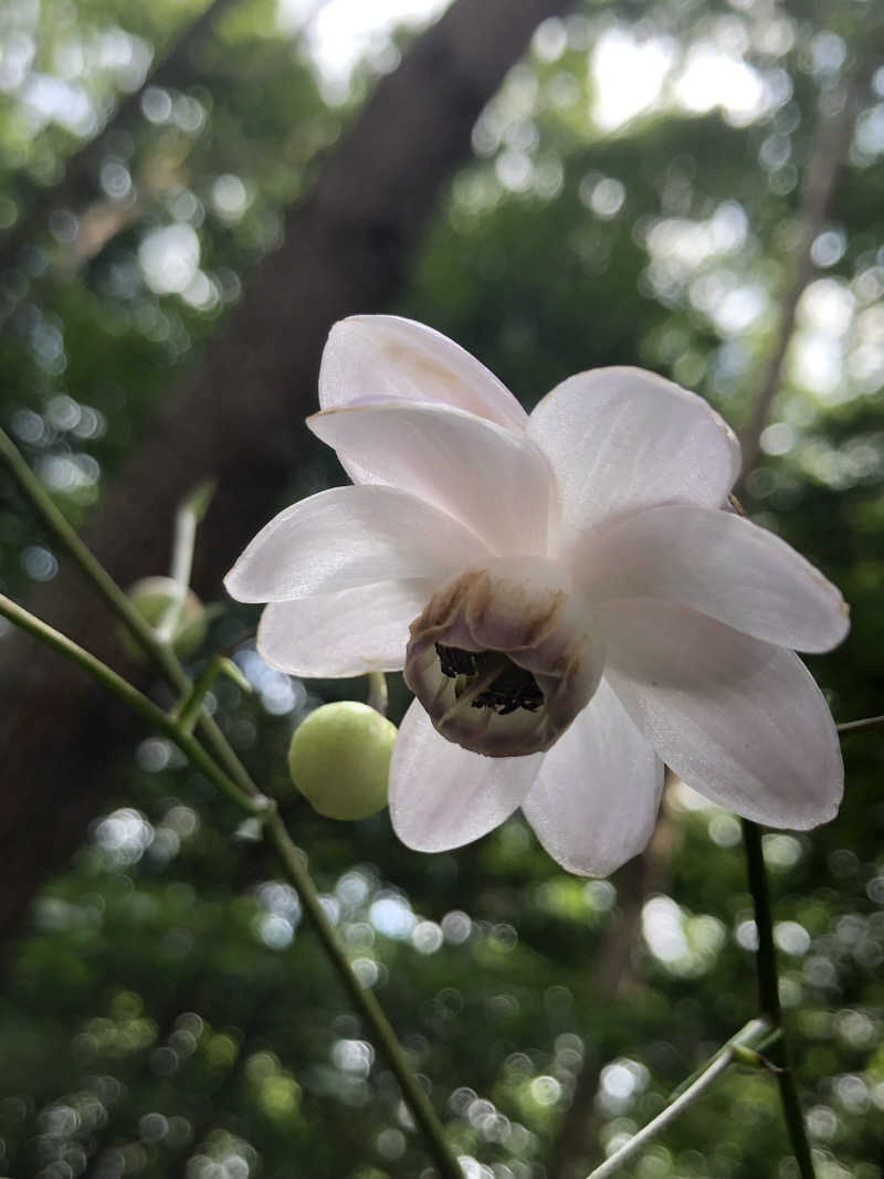 ほそみちゃんさんの小野上温泉 ハタの湯のサ活写真