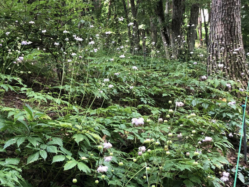 ほそみちゃんさんの小野上温泉 ハタの湯のサ活写真