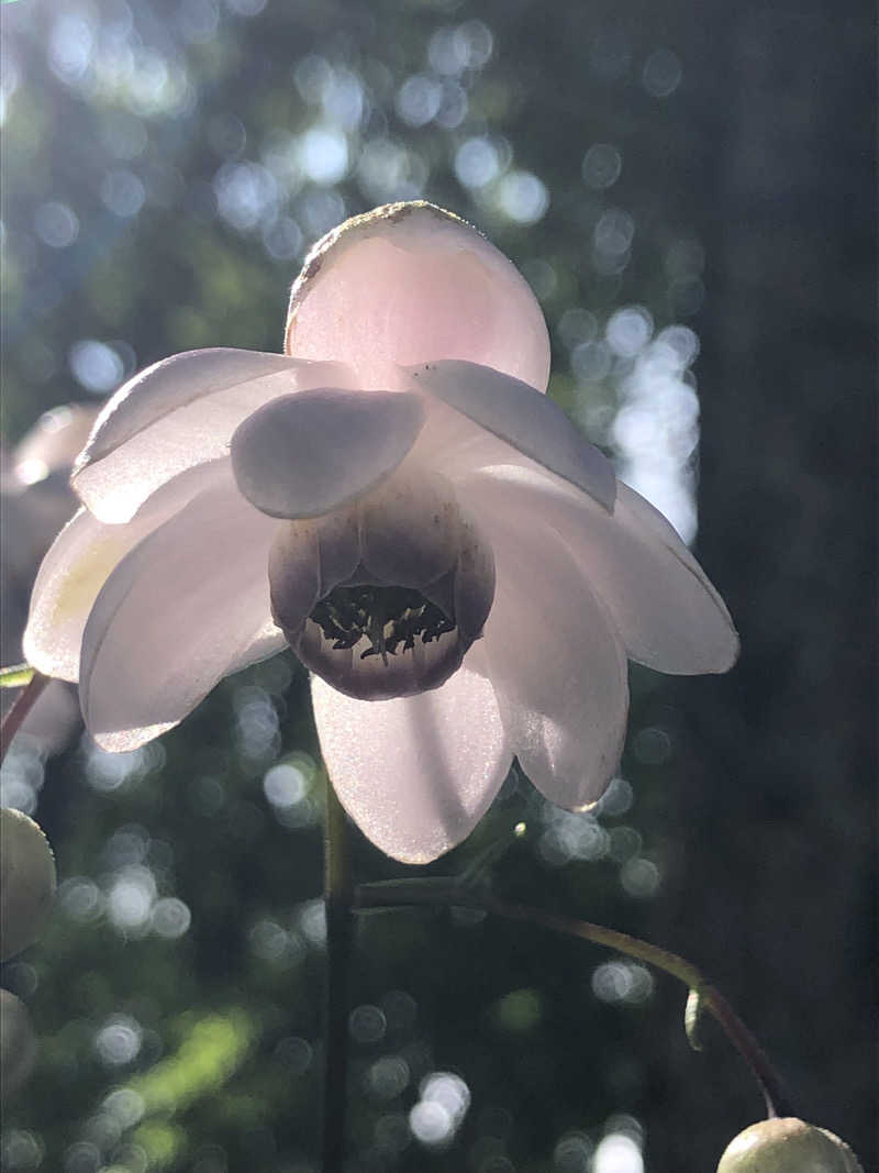 ほそみちゃんさんの小野上温泉 ハタの湯のサ活写真