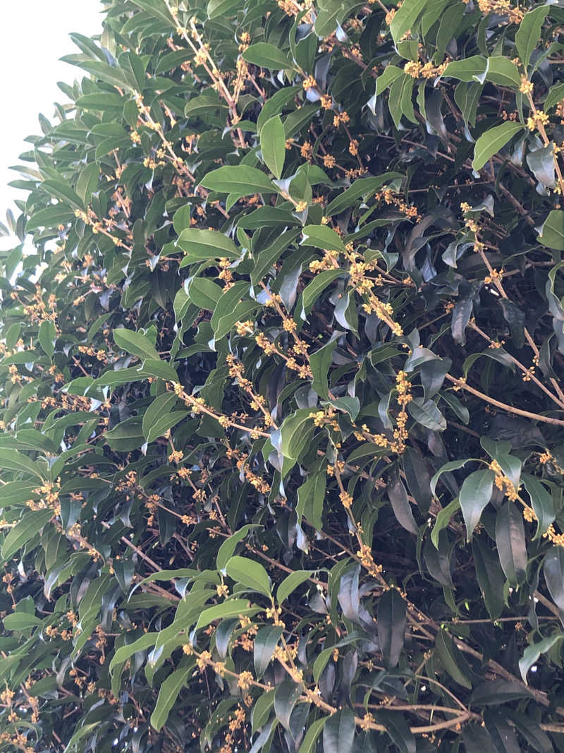 ほそみちゃんさんの峠の湯のサ活写真