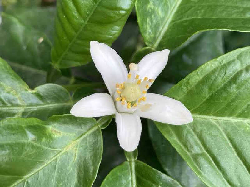 たか_みわた🦦さんの毎日サウナ 八王子店のサ活写真