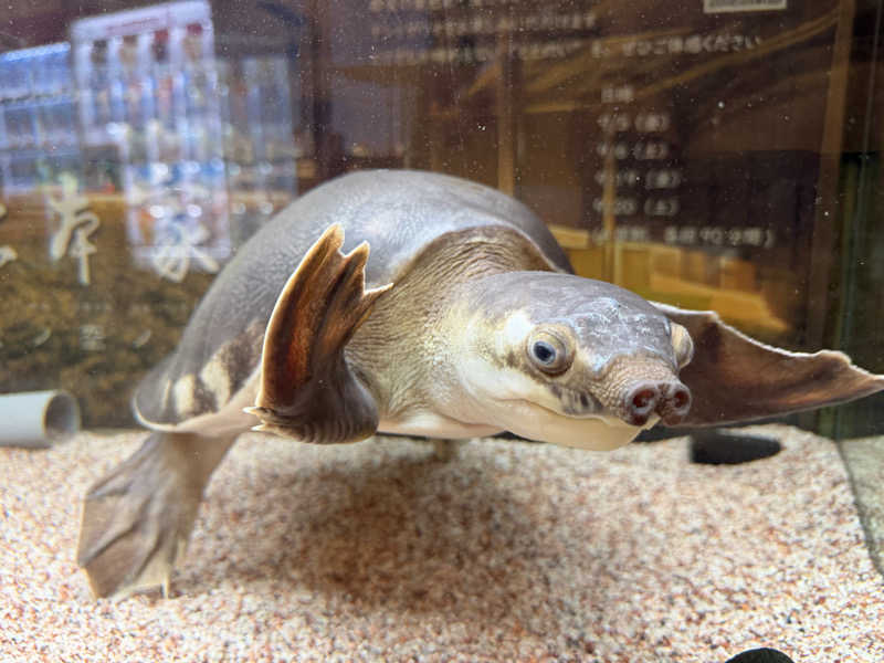 cova.さんの松本湯のサ活写真