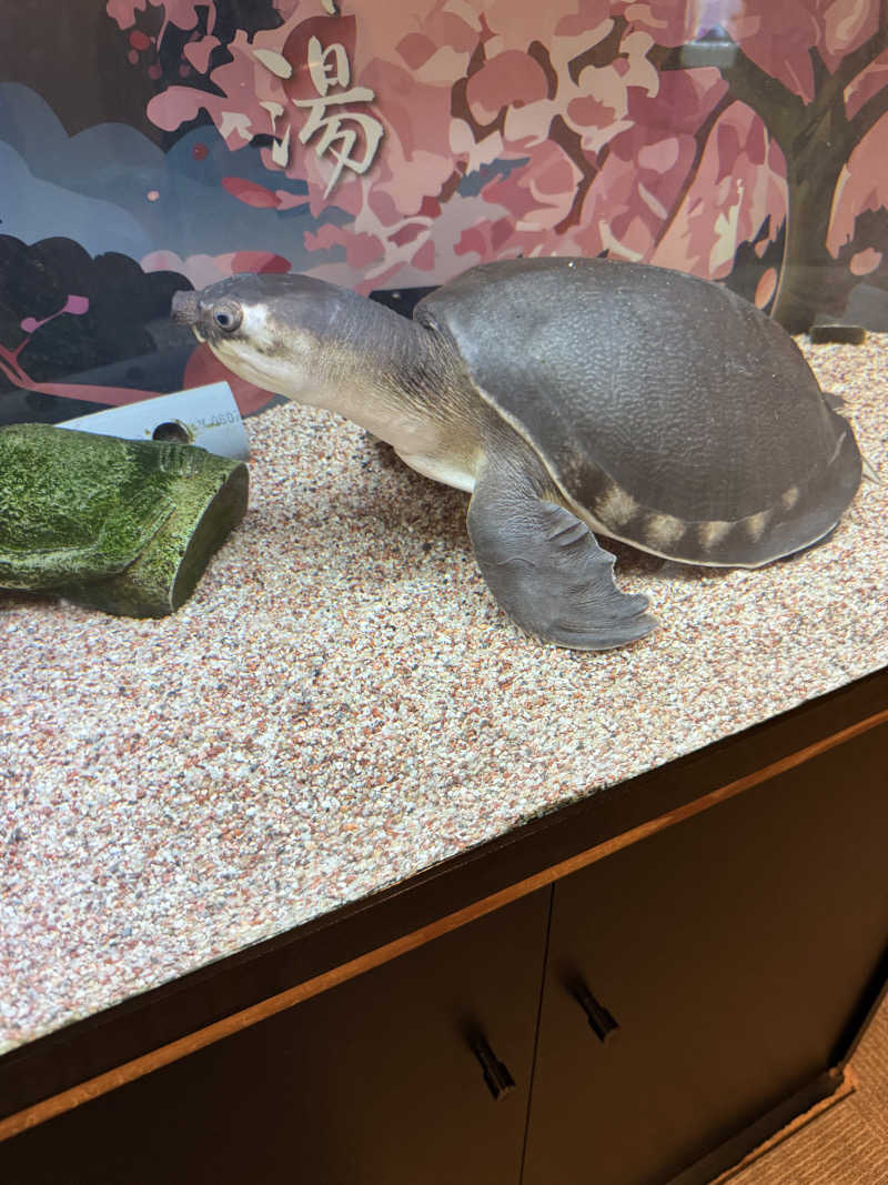 サウナスキーさんの松本湯のサ活写真