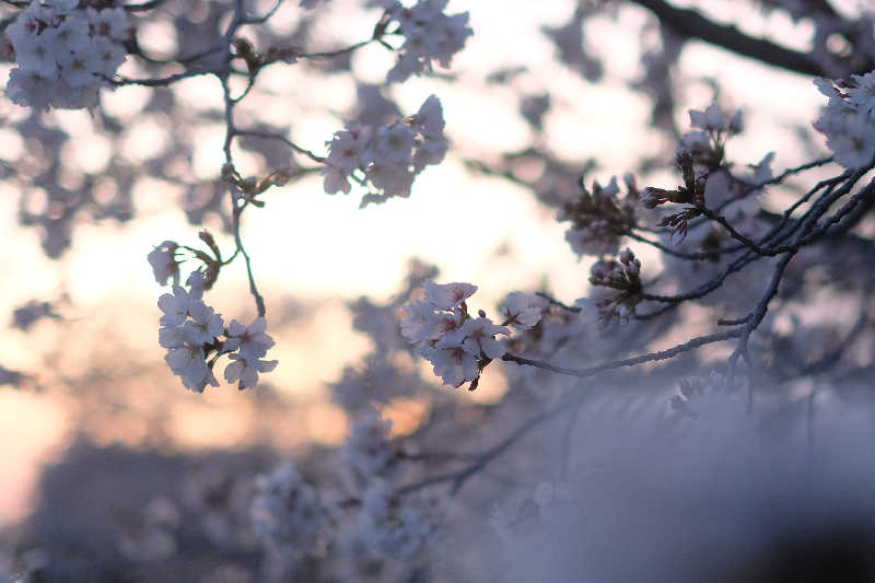 ドロ沼さんのユーパレス弁天のサ活写真