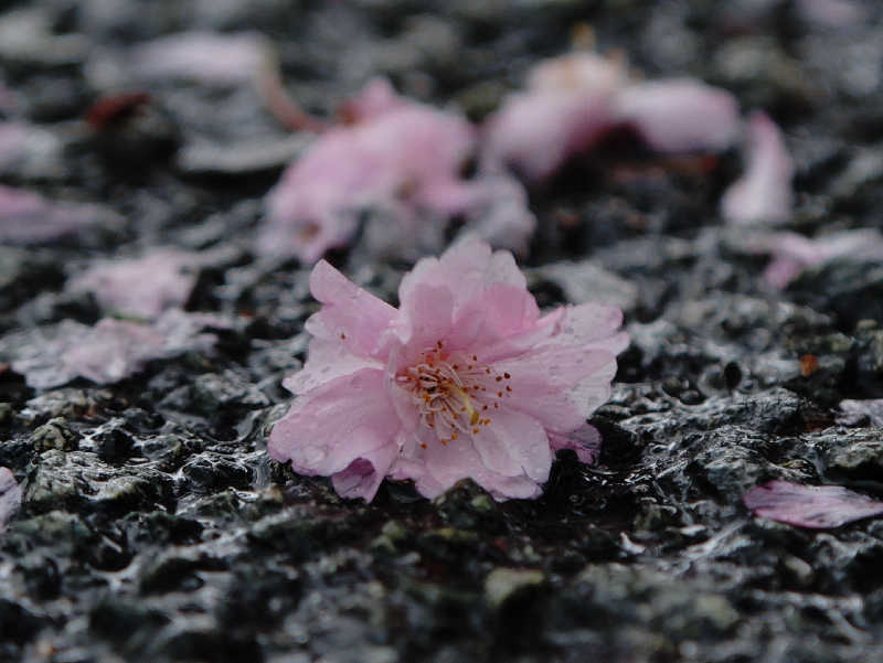 ドロ沼さんの南阿蘇 久木野温泉 四季の森のサ活写真