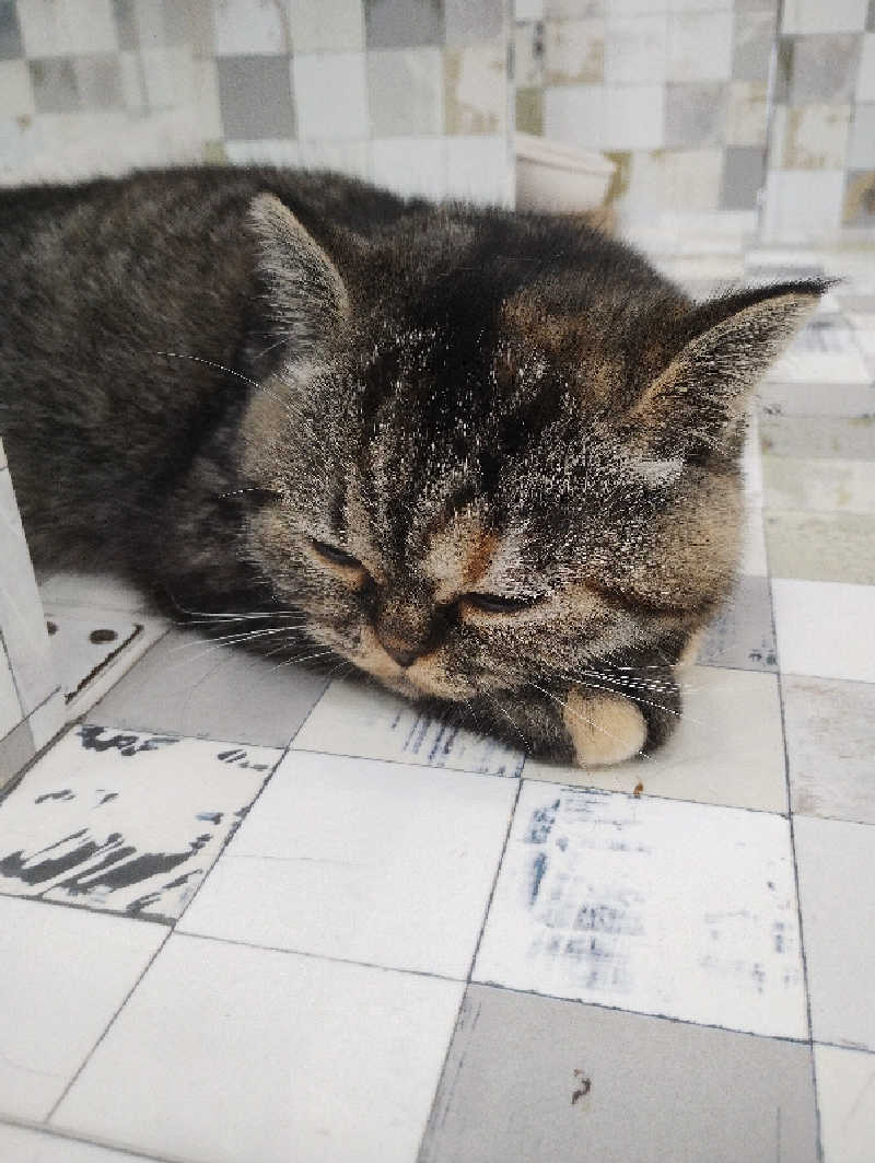 ドロ沼さんのユーパレス弁天のサ活写真