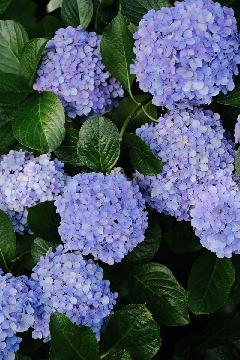 ドロ沼さんの菊陽温泉・さんさんの湯(菊陽町総合交流ターミナルさんふれあ)のサ活写真