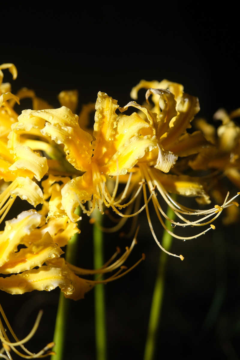 ドロ沼さんのユーパレス弁天のサ活写真