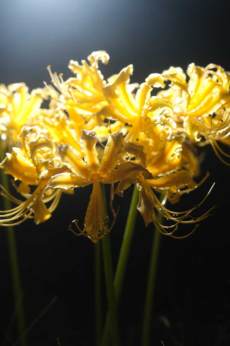 ドロ沼さんのユーパレス弁天のサ活写真